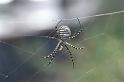 Argiope_trifasciata_D3243_Z_88_Valle Gran Rey_Spanje